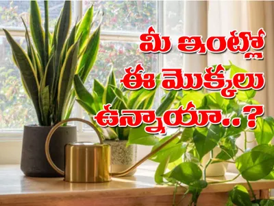 వీటితో ఆహ్లాదం   గాలి శుభ్రం  