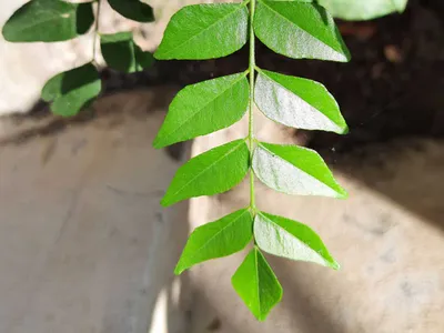 కరివేపాకే కదా అని తీసిపారేయకండి 
